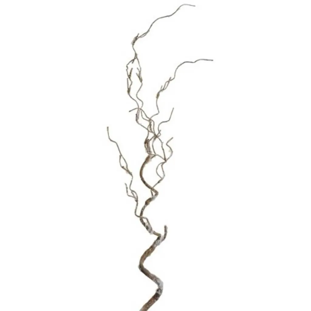 Curly Twig Branch