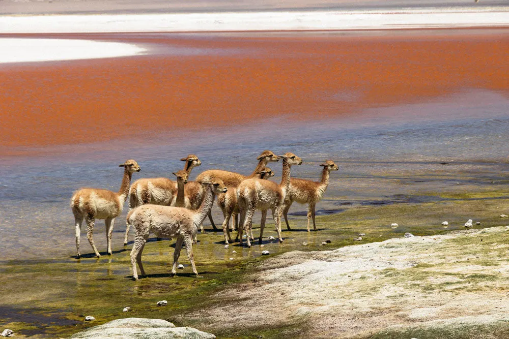 LSM   Explora Experience: Atacama Desert & Uyuni Salt Flats Recce from May 4 - 11, 2025