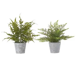 Raz Imports Boxwood 17" Potted Fern, Asst of 2