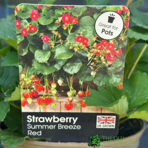 Strawberry 'Summer Breeze Red' 1.5Ltr Pot